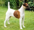 Fox Terrier